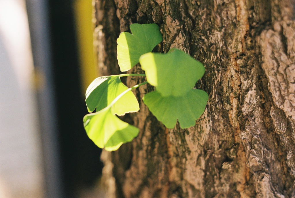 leaf.jpeg