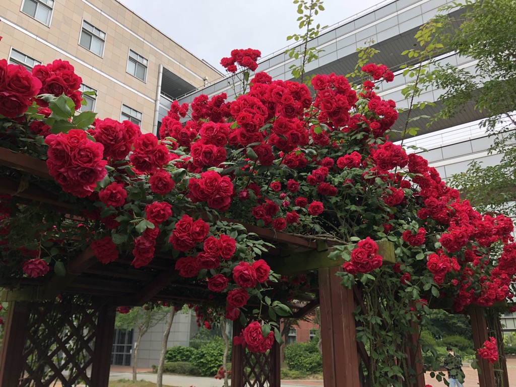 roses-in-campus.jpeg
